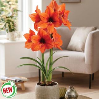 Horizon Amaryllis Thumbnail